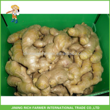 Fresh Ginger Exportador Gengibre chinês 150g até 5kg / 10kg Carton
